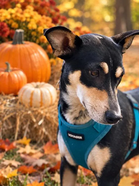 A young small-sized female Jack Russell Terrier dog named Juniper for adoption in Lakeville, MN