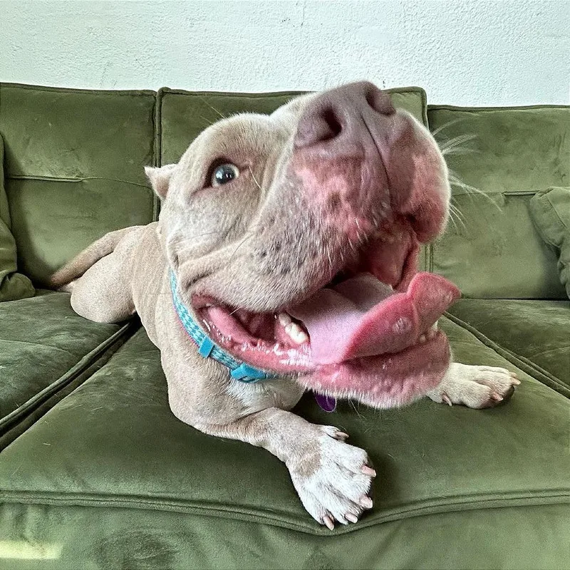 Penelope thumbnail 2