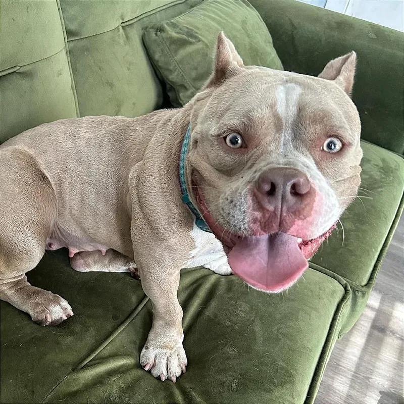 Penelope thumbnail 3