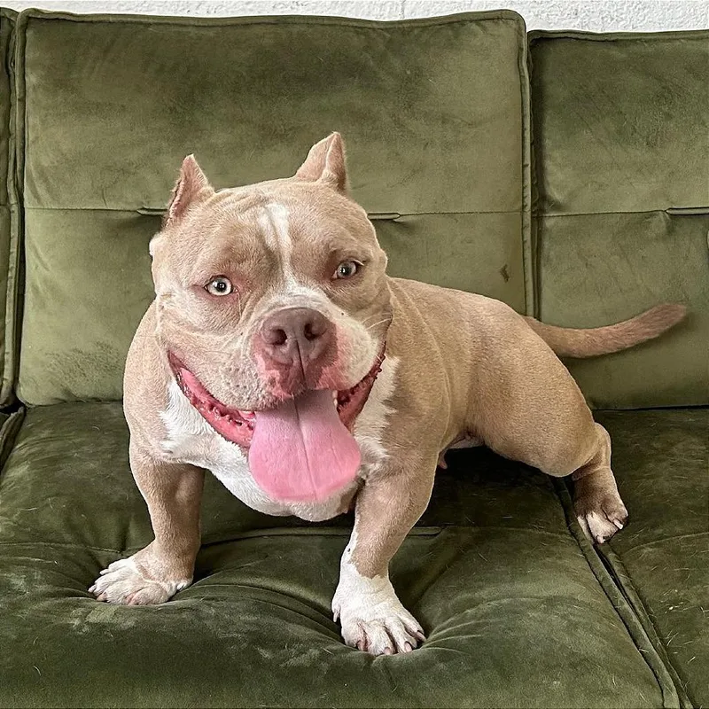 Penelope thumbnail 4