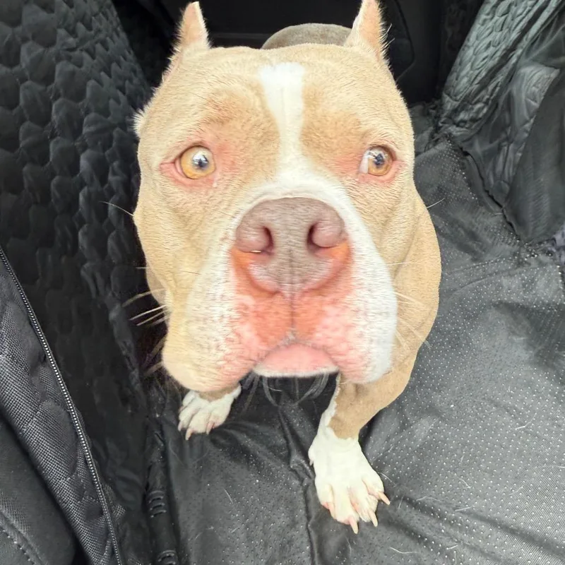 Penelope thumbnail 6