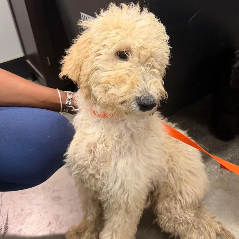 A baby small-sized male Yellow / Tan / Blond / Fawn Poodle dog named Mahzin for adoption in Tampa, FL