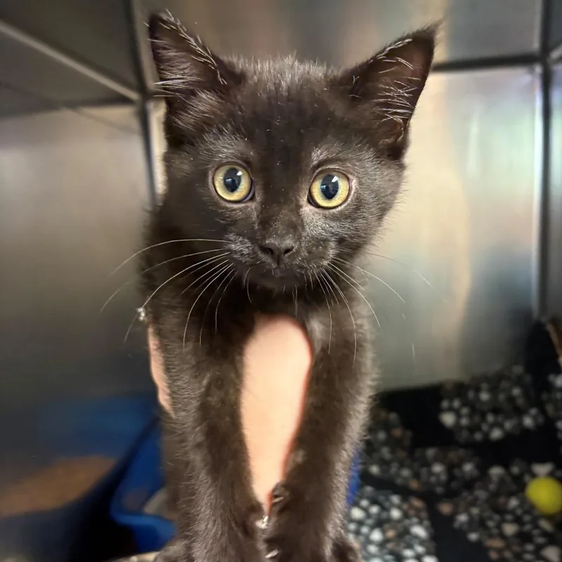A baby small-sized female Black Domestic Short Hair cat named Hotpot for adoption in Chehalis, WA
