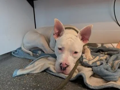 An adult large-sized female Pit Bull Terrier dog named Valarie for adoption in New Orleans, LA