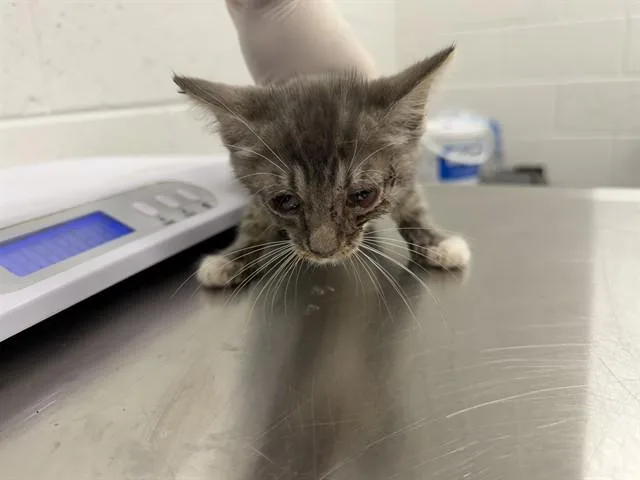 A baby small-sized female Domestic Short Hair cat named Papaya for adoption in Ocala, FL