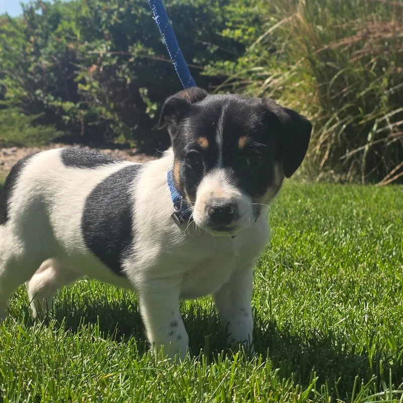 A baby small-sized male White / Cream Shepherd dog named Canyon for adoption in Great Falls, MT