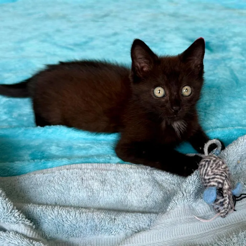 A baby small-sized male Black Domestic Short Hair cat named Peter Pan for adoption in Evanston, IL