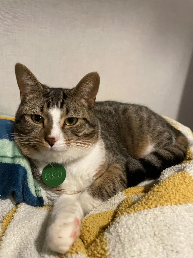 A baby large-sized male Domestic Short Hair cat named Ash for adoption in Dalton, GA