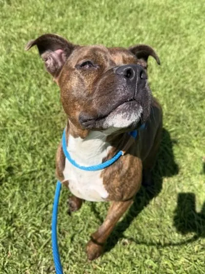 An adult large-sized male Pit Bull Terrier dog named Atticus for adoption in New Orleans, LA