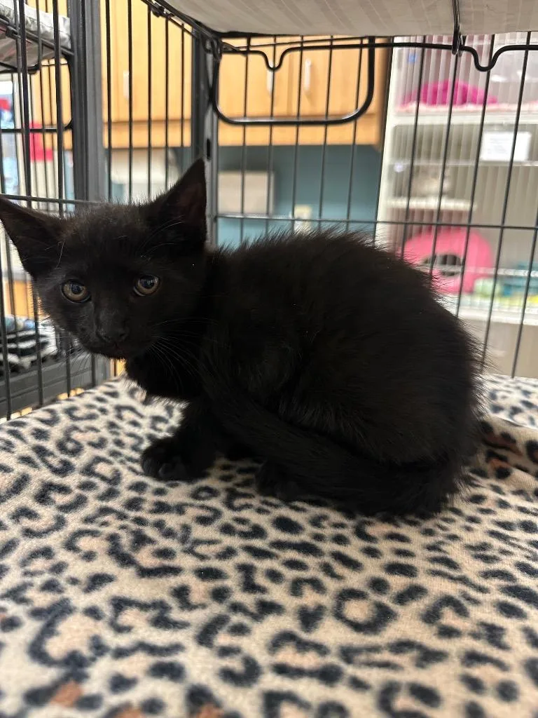 A baby small-sized male Domestic Short Hair cat named Birch for adoption in Johnson City, TN