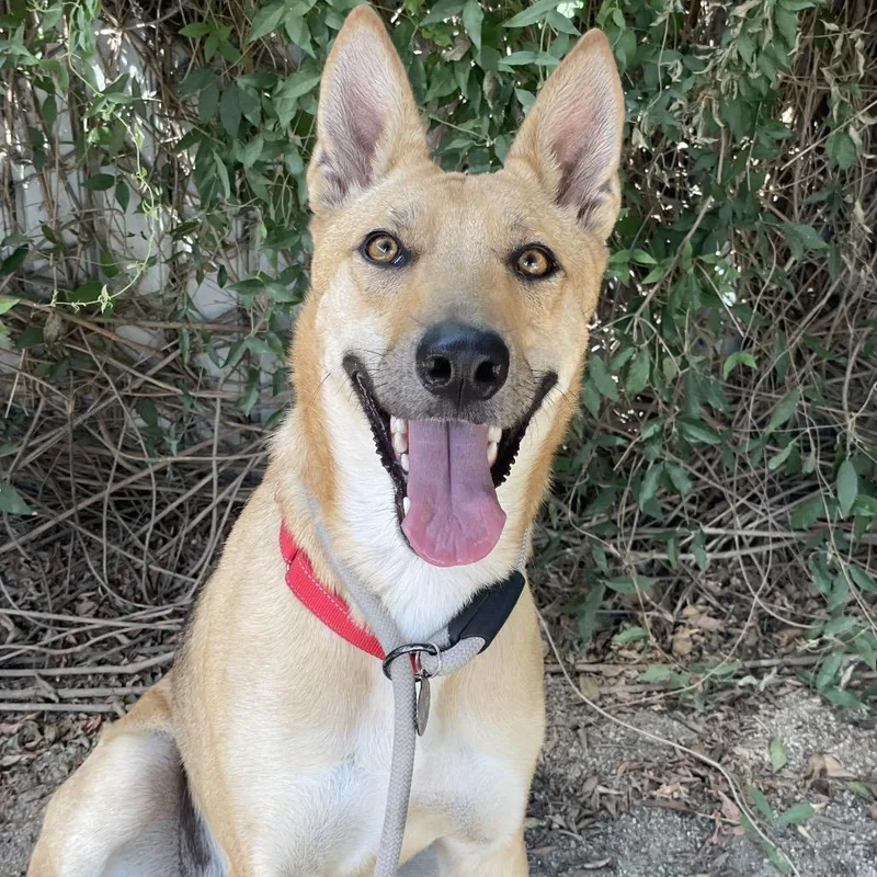 An adult medium-sized female Yellow / Tan / Blond / Fawn Shepherd dog named Croissant for adoption in Riverside, CA