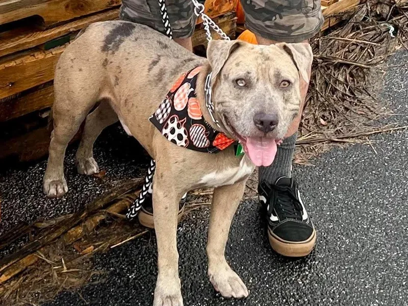 A young large-sized male Catahoula Leopard Dog dog named Scout for adoption in New Smyrna Beach, FL