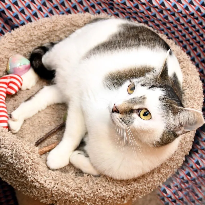 An adult large-sized female White Domestic Short Hair cat named Micio for adoption in Natick, MA