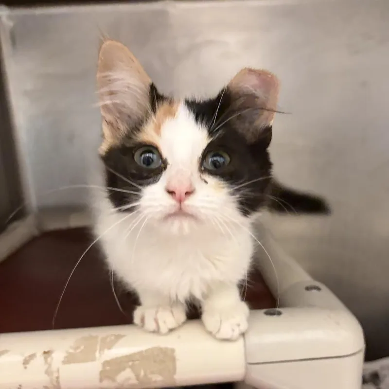 A baby small-sized female Calico Domestic Short Hair cat named Koi for adoption in Marshall, VA