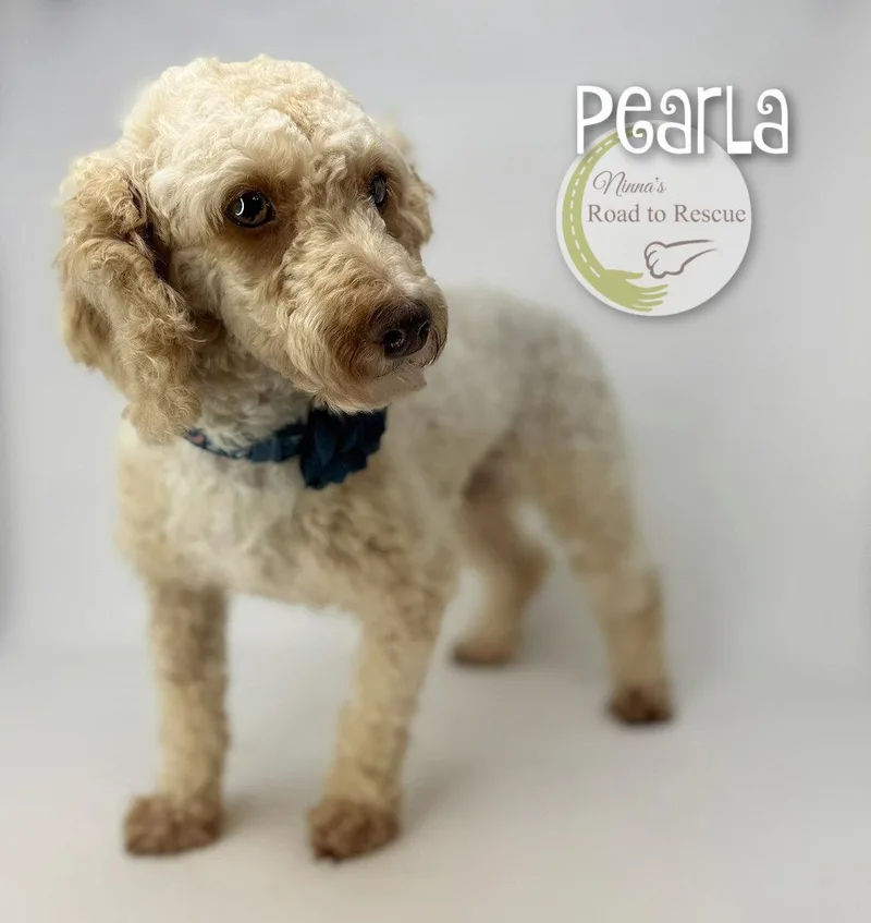 An adult small-sized female Poodle dog named Pearla for adoption in Benton, LA