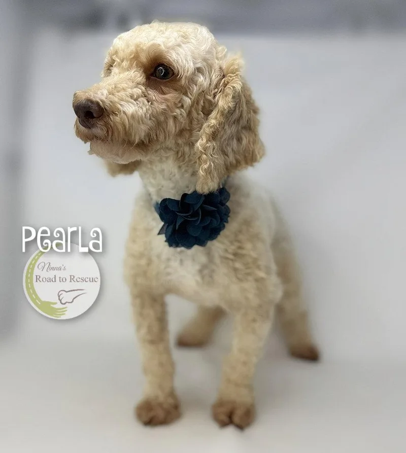 Pearla thumbnail 2