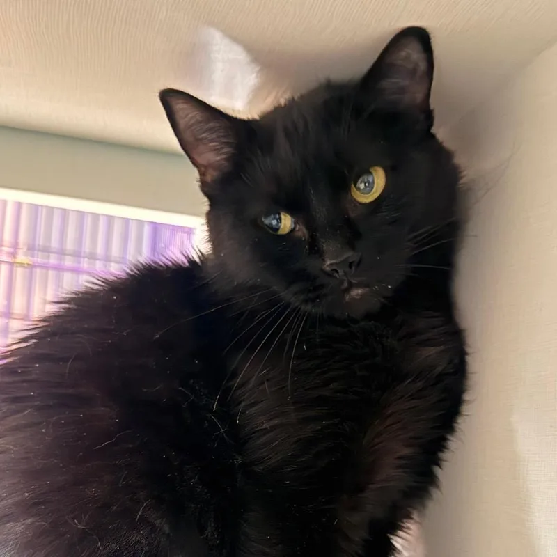 An adult medium-sized female Black Domestic Short Hair cat named Selena for adoption in Salisbury, MA
