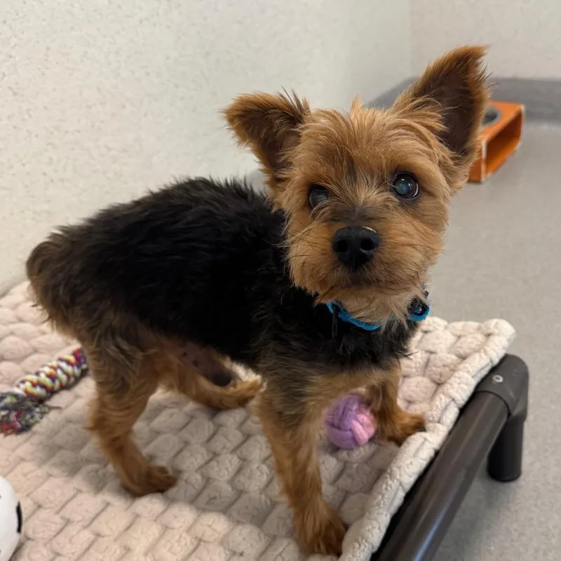 A senior small-sized male Yellow / Tan / Blond / Fawn Yorkshire Terrier dog named Muneco for adoption in Playa Vista, CA