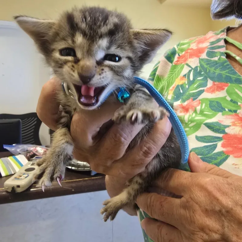 A baby small-sized female Brown / Chocolate Domestic Short Hair cat named Stevie for adoption in Naples, FL