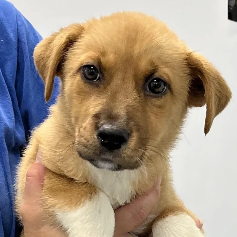 A baby medium-sized female Apricot / Beige Collie dog named Misty for adoption in Albany, NY