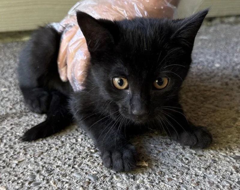 A baby medium-sized female Black Domestic Short Hair cat named Blossom for adoption in St. Helens, OR