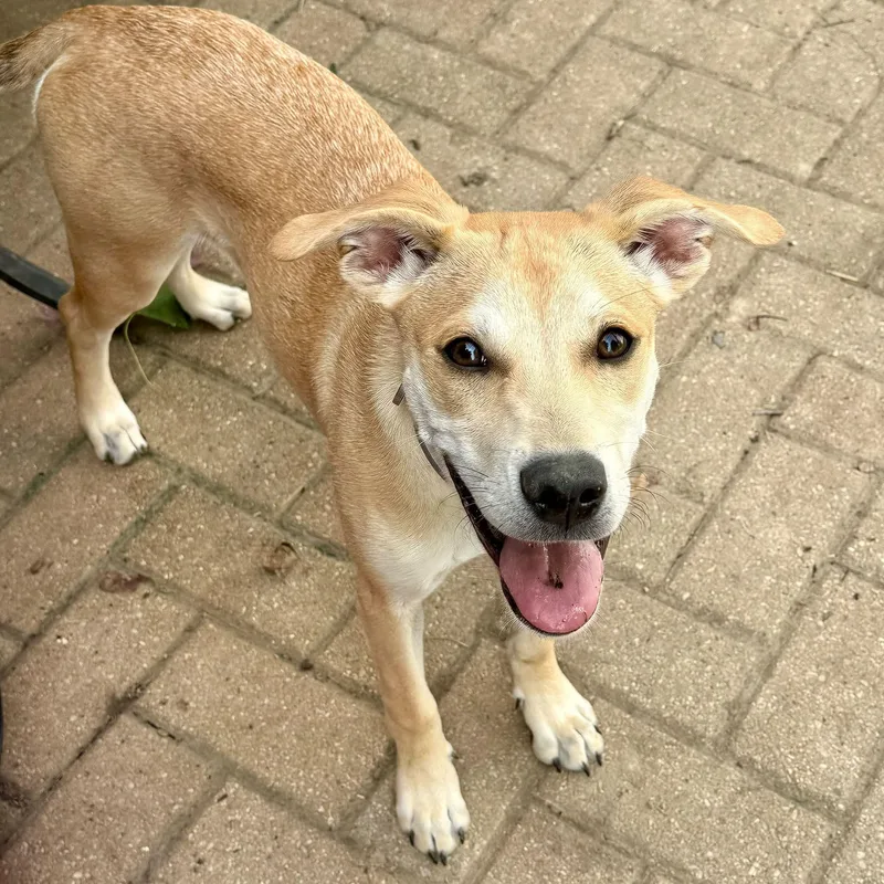 A baby medium-sized female Husky dog named Jasmine for adoption in East Peoria, IL
