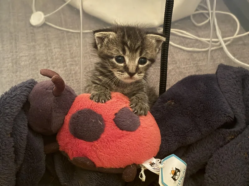 A baby small-sized male Domestic Short Hair cat named Flour for adoption in Honolulu, HI