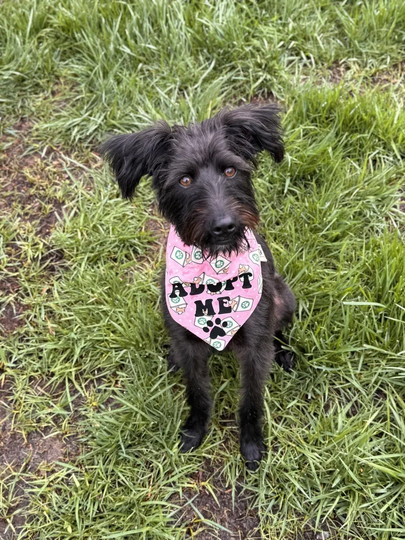 A young medium-sized female Terrier dog named Jackie for adoption in Fullerton, CA