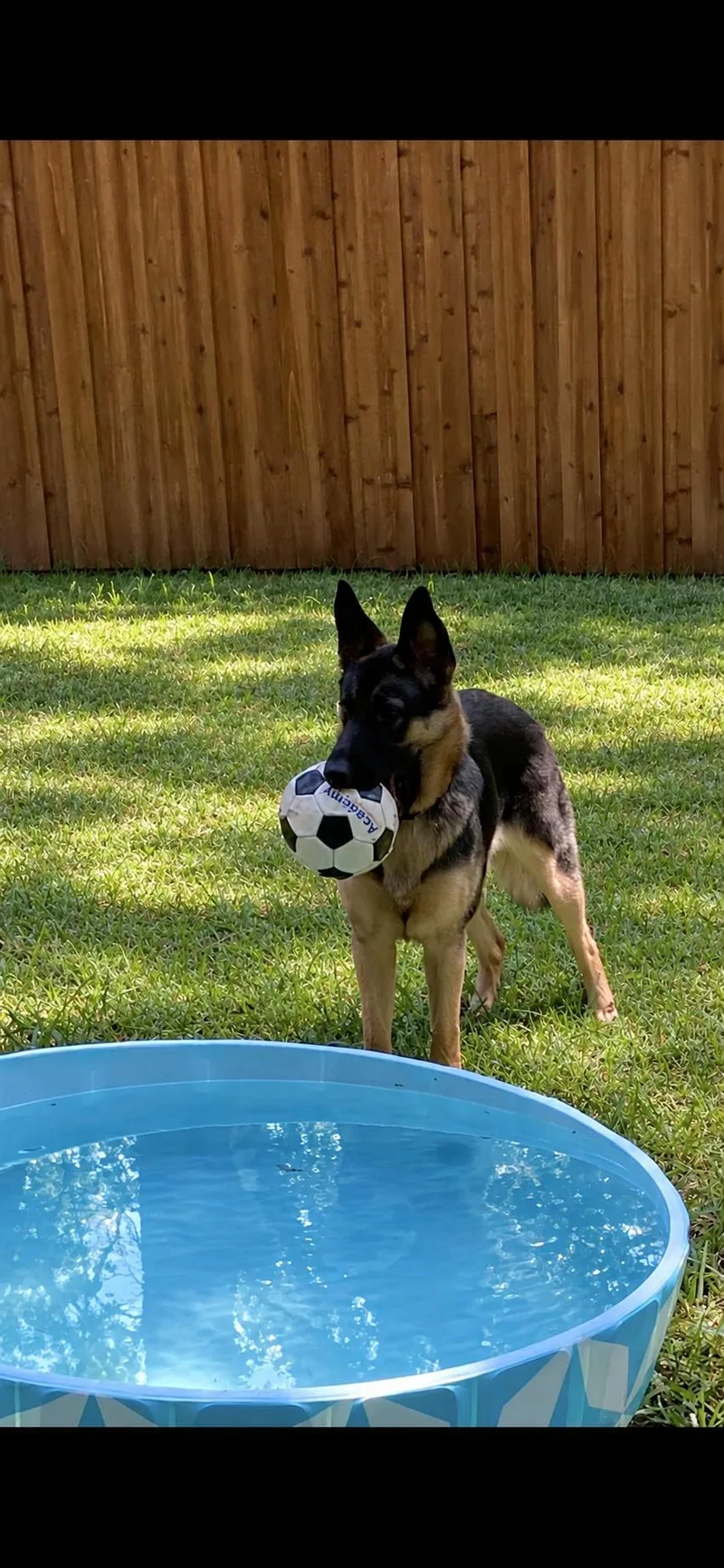 A young large-sized female Belgian Shepherd / Malinois dog named Greta for adoption in Dallas, TX