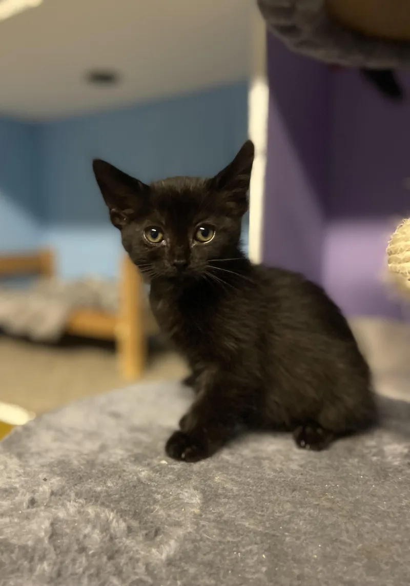 A baby medium-sized female Black Domestic Short Hair cat named Gamora for adoption in Toledo, OH