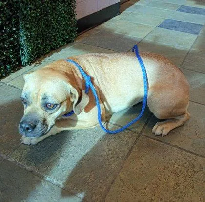 A young medium-sized female Mixed Breed dog named Madison for adoption in El Paso, TX