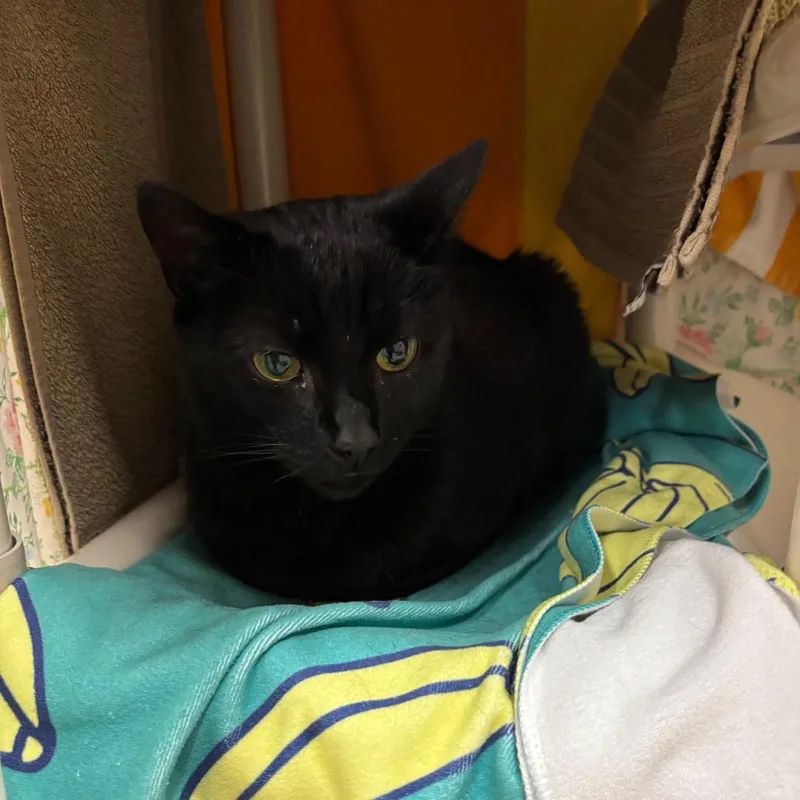 A senior large-sized male Black Domestic Short Hair cat named Rocky for adoption in Springfield, MA
