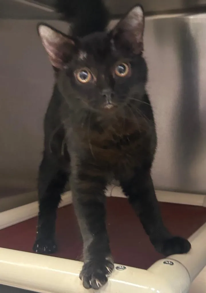 A baby medium-sized male Domestic Short Hair cat named Zac for adoption in New Manchester, WV