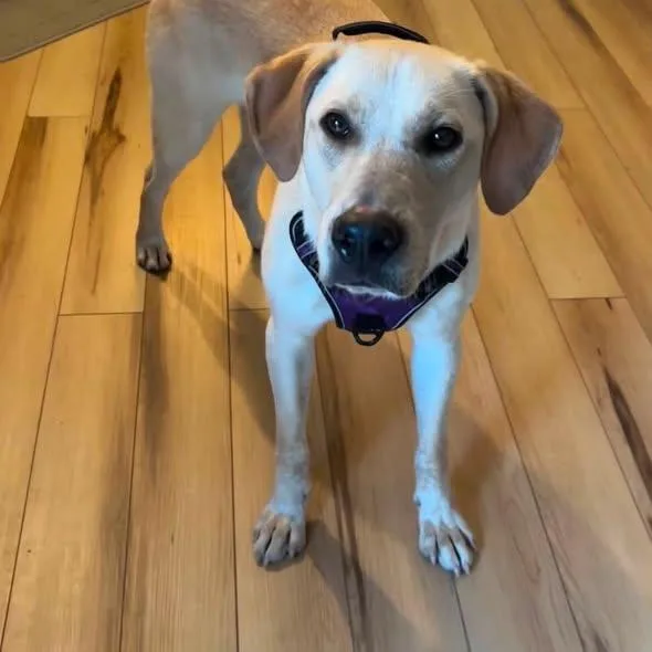 A young medium-sized male Labrador Retriever dog named URGENT Max for adoption in Winthrop, MA