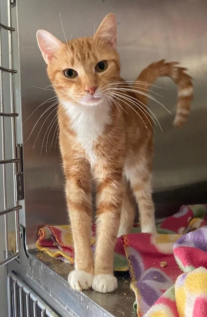 A baby medium-sized male Domestic Short Hair cat named Anderson for adoption in Cumming, GA