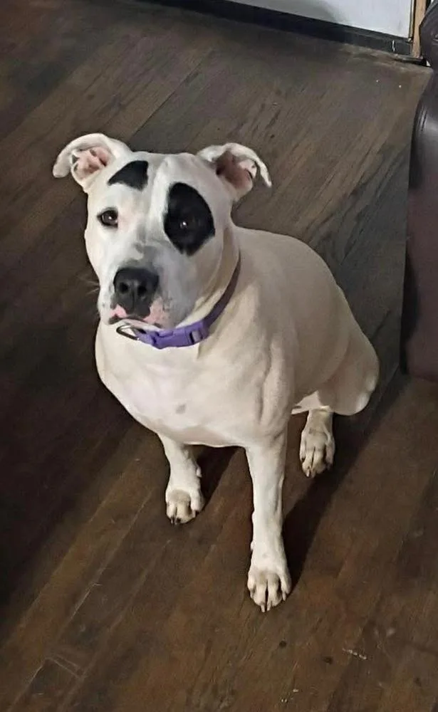 A young medium-sized female Tricolor (Brown, Black, & White) Pit Bull Terrier dog named Tipsy for adoption in Shawnee, OK
