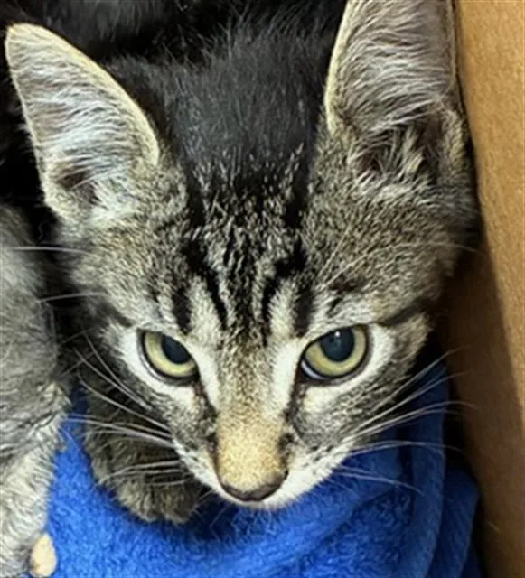 A baby small-sized male Domestic Short Hair cat named Oscar for adoption in Palmetto, FL