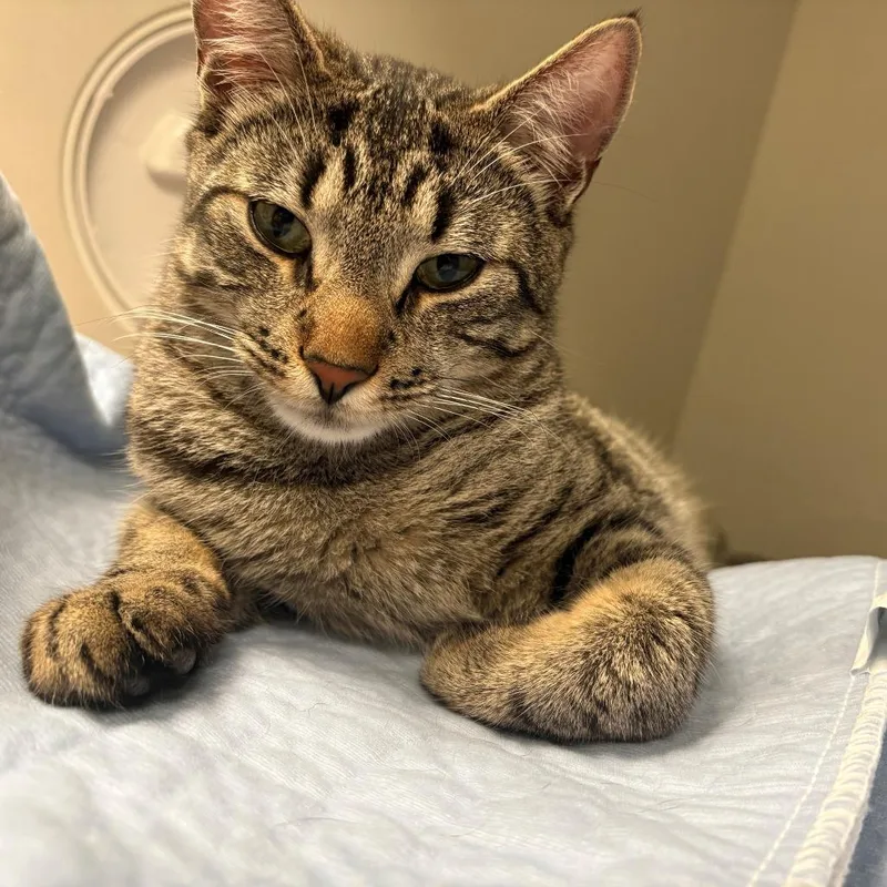A young large-sized male Brown / Chocolate Domestic Short Hair cat named Acorn for adoption in East Hanover, NJ