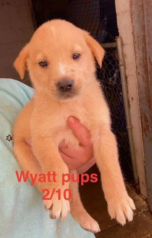 A baby large-sized male Labrador Retriever dog named Wyatt Litter for adoption in Brooksville, FL