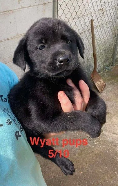 Wyatt Litter thumbnail 2
