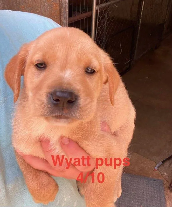 Wyatt Litter thumbnail 3
