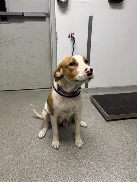A young medium-sized female English Coonhound dog named Sue for adoption in Lincolnton, NC