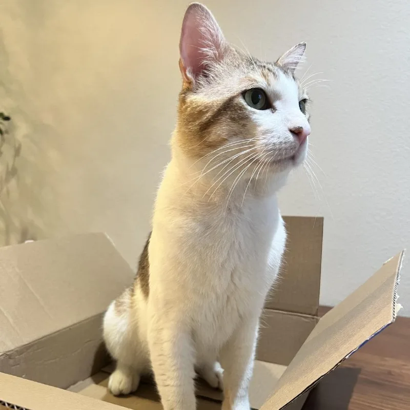 An adult large-sized male Brown / Chocolate Domestic Short Hair cat named Frasier for adoption in Yucaipa, CA