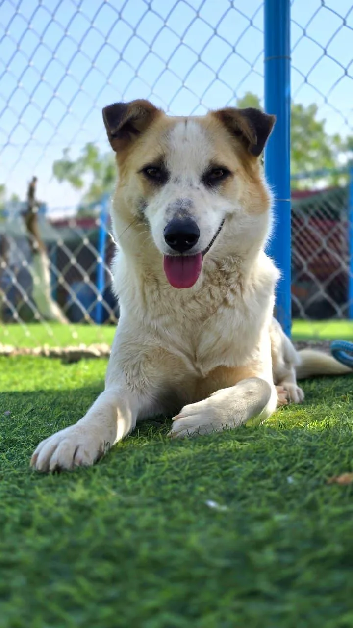 A young medium-sized female White / Cream Canaan Dog dog named Salma The Sweetest for adoption in Somerset, NJ