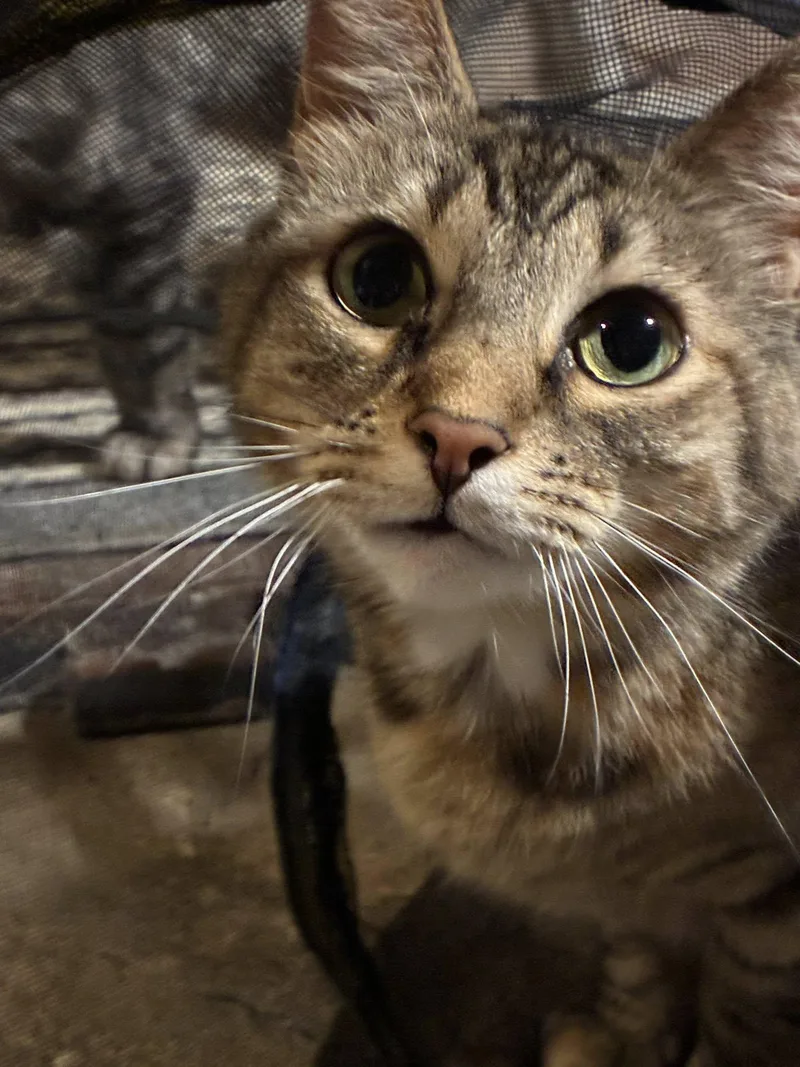An adult large-sized female Domestic Short Hair cat named Blanket for adoption in BREINIGSVILLE, PA