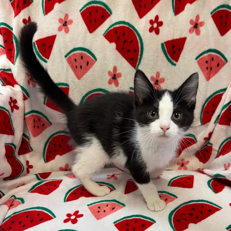Peanut