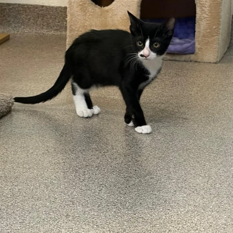 A baby medium-sized male Domestic Short Hair cat named Gaston for adoption in Sarasota, FL