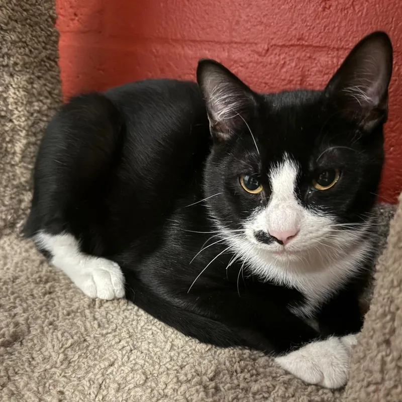 Gaston thumbnail 2