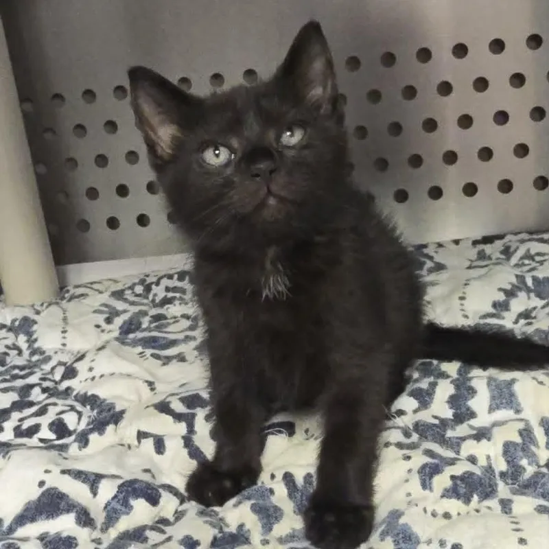 A baby medium-sized female Black Domestic Short Hair cat named Kismet for adoption in Orange, VA