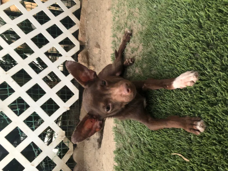 Chocolate Mousse thumbnail 2